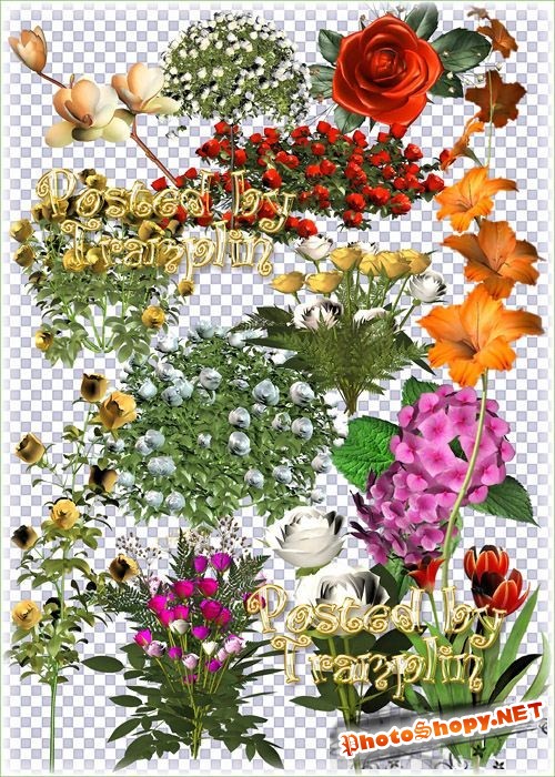 Большой Сборник цветов в 3D – Розы, тюльпаны, лилии, гортензии, Гладиолусы