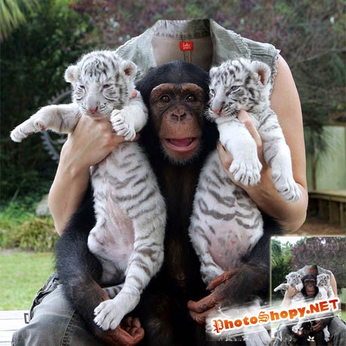 Шаблон для фото - девушка с шимпанзе и белыми тигрятами