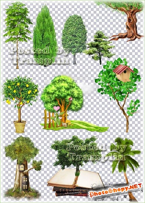 Деревья и кустарники на прозрачном фоне