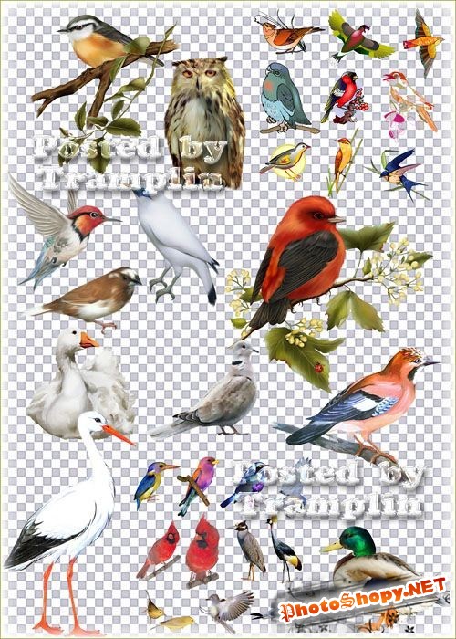Набор птичек на прозрачном фоне - Лебеди, селезень, сова, ворон, попугаи и другие птицы