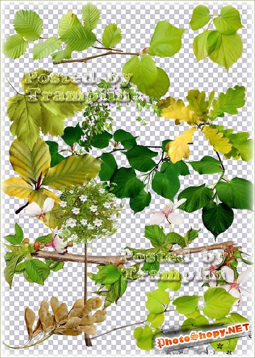 Клипарт в Png – Зелень, листья, дерево