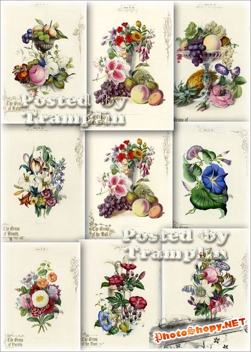 Старинные принты – Очаровательные иллюстрации фруктов и цветов