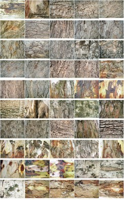 50 Tree Bark Textures Set