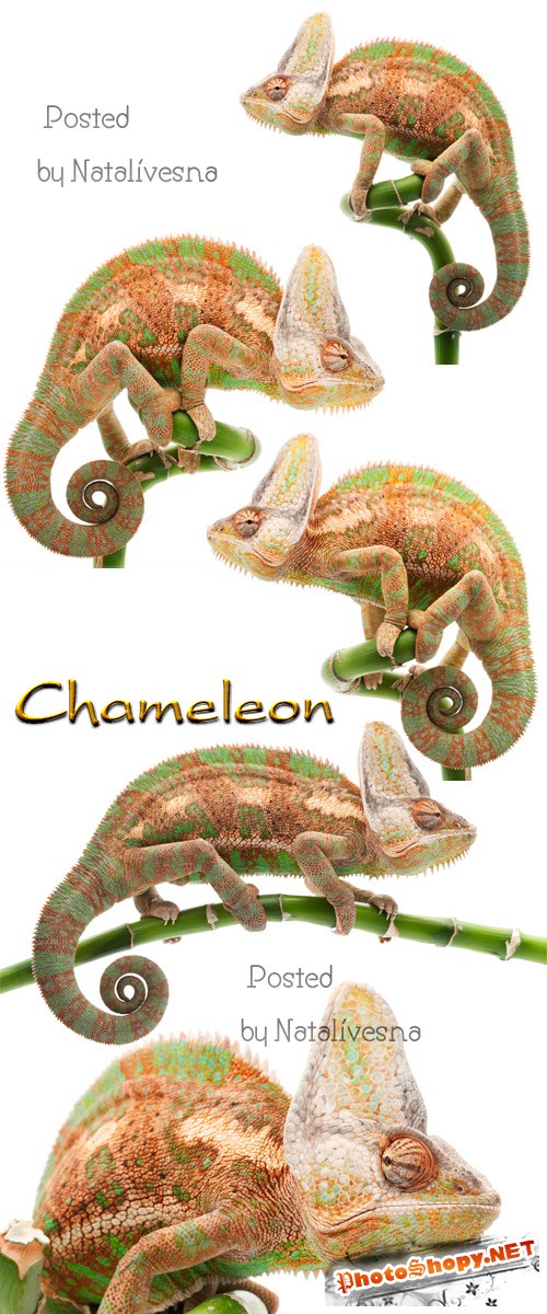 Хамелеон / Chameleon - Stock photo