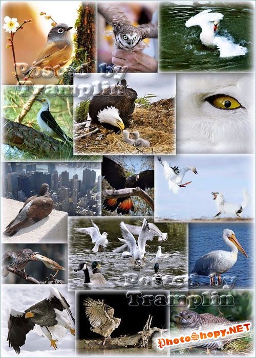 Фото клипарт – Птицы, мир дикой природы
