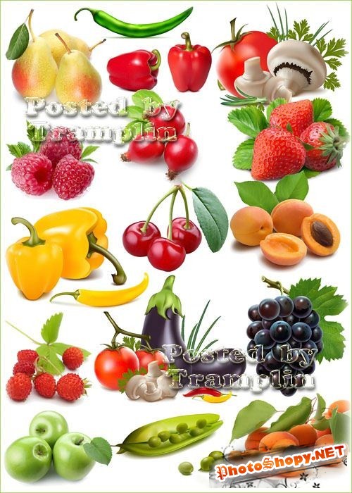 Клипарт – Овощи, фрукты, ягоды, грибы