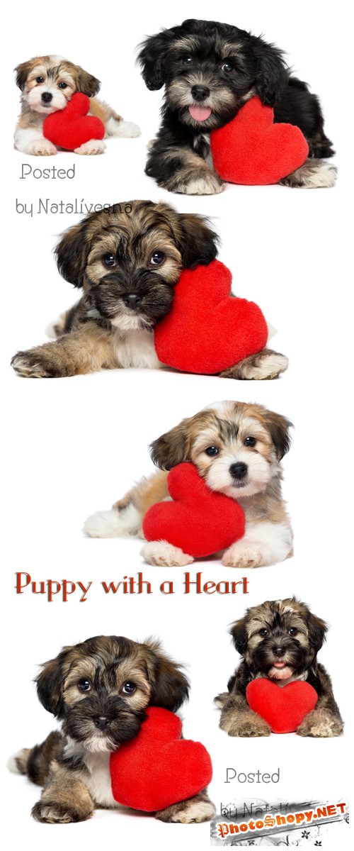 Милый щенок с сердечком на белом фоне / Puppy with a heart - Stock photo