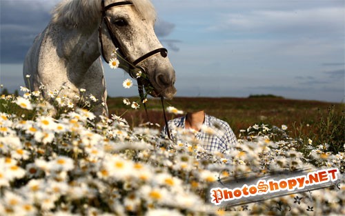 PSD шаблон - В поле ромашек с белой лошадью