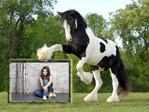 Рамка для фотографии - Шикарная бело-черная лошадка с вашим фото