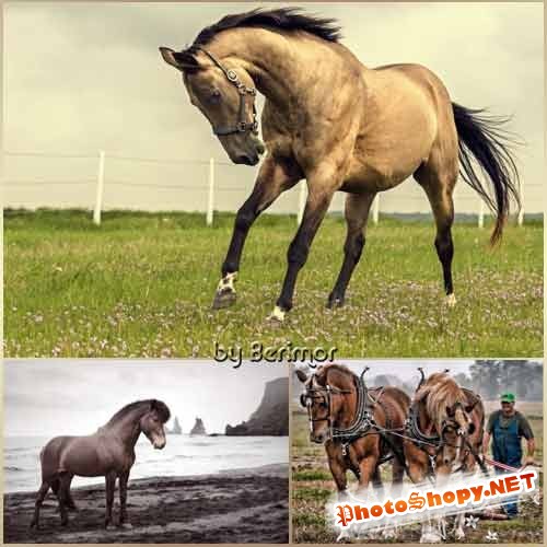 Изысканные и крайне отличные лошади