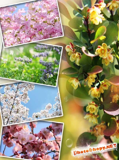 Фотосток: Весеннее цветение