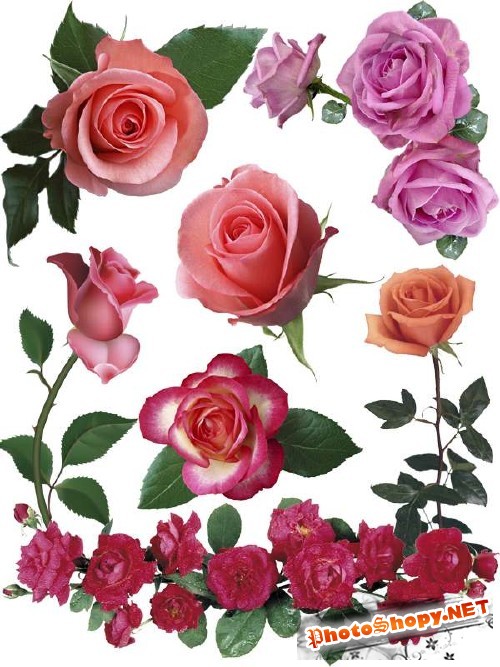Розы разноцветные (мега подборка цветов)