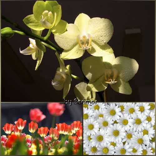 Красивые цветы и разнородные растения