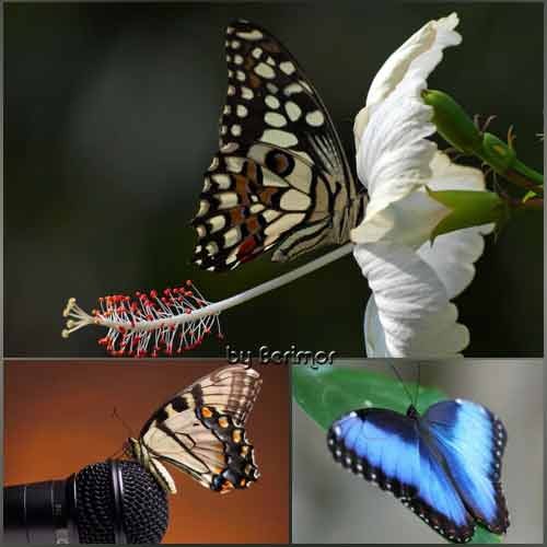Чрезвычайно благолепный мир бабочек