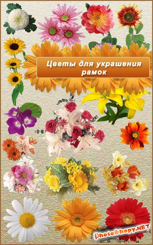 Цветы для украшения рамок - Клипарт PNG