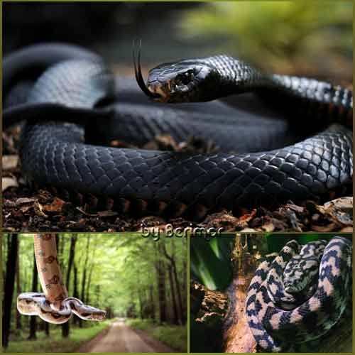 Чудные и разнообразные змеи