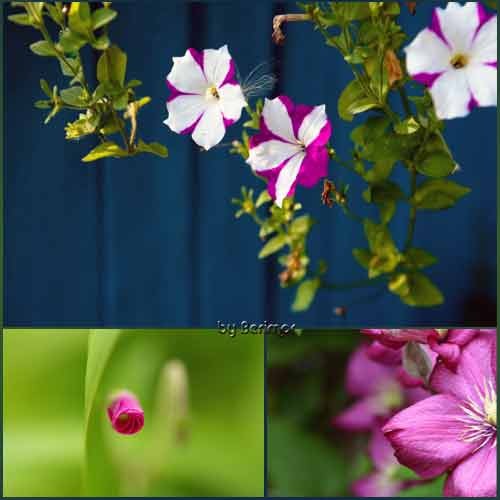 Цветы различные и прелестные фото