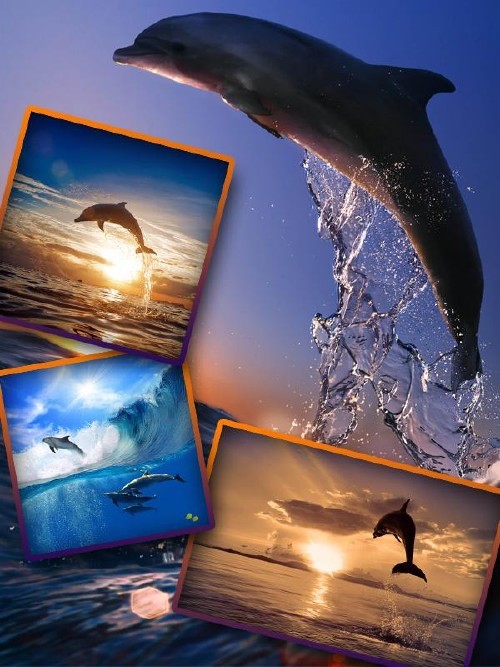 Красивые Дельфины (подборка изображений)