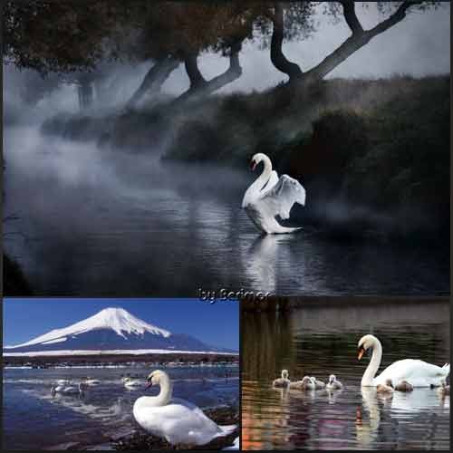 Лебеди изящные и многообразные фото