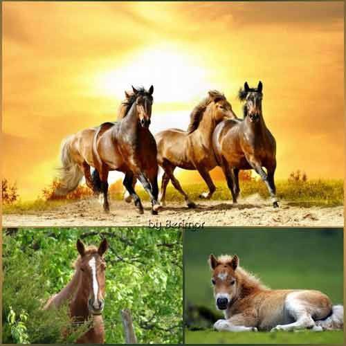 Очаровательные лошади на разных фото
