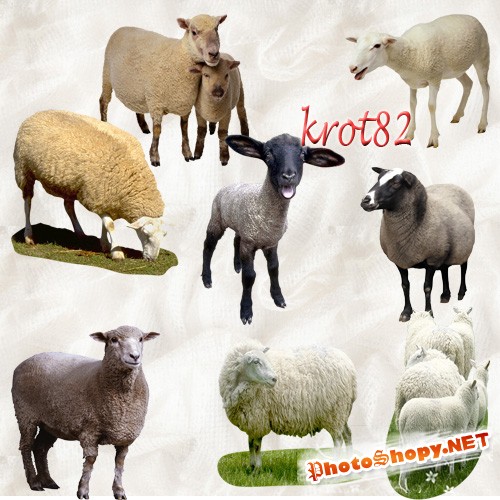 Домашние животные на прозрачном фоне - Овцы, козы, бараны, ягнята