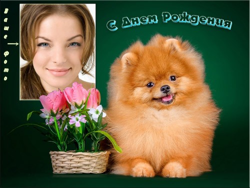  Фоторамка psd - Милая собачка с тюльпанами 