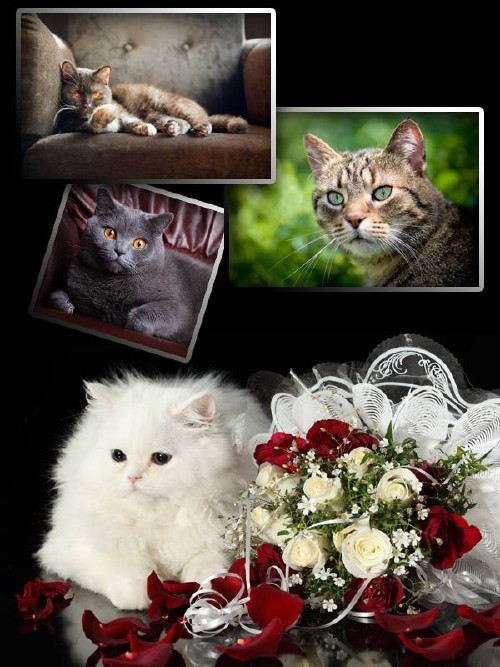 Прелестные Кошки и Коты (подборка изображений)