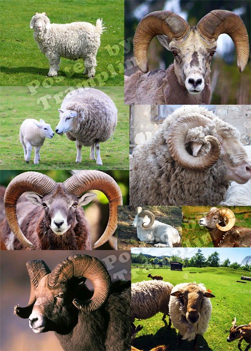Овца, коза – символ 2015 года – Растровый клипарт