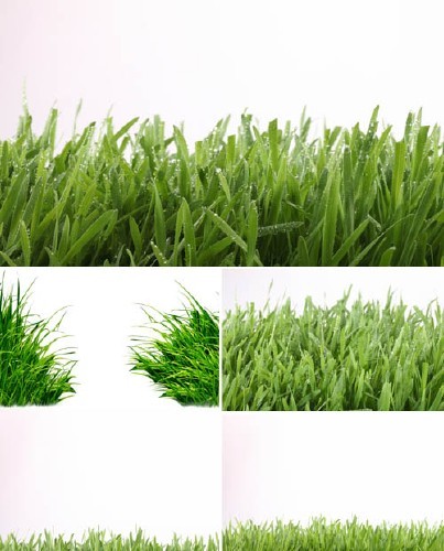 Ростки травы