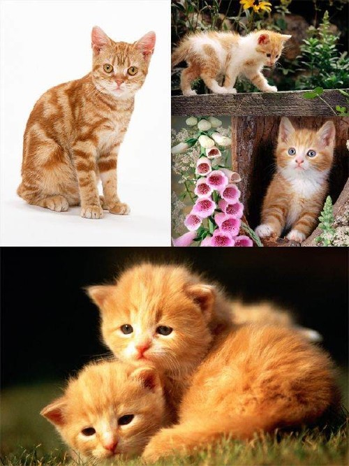 Рыжие коты и котята (подборка фотографий)