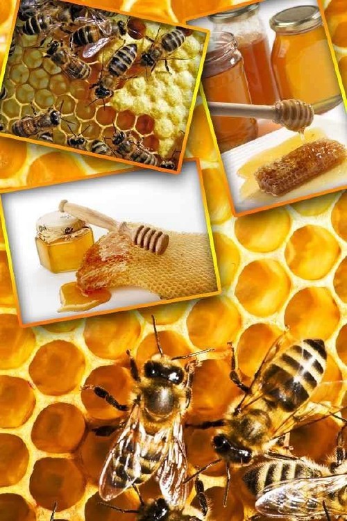Мед, соты, пчелы (подборка изображений)