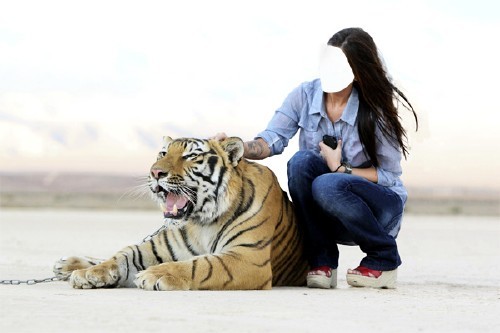 Photoshop шаблон - Фотосессия с красивым тигром