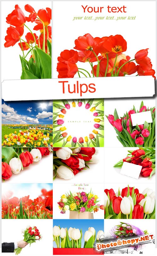 Красоты флоры: Тюльпаны - Красивый растровый клипарт
