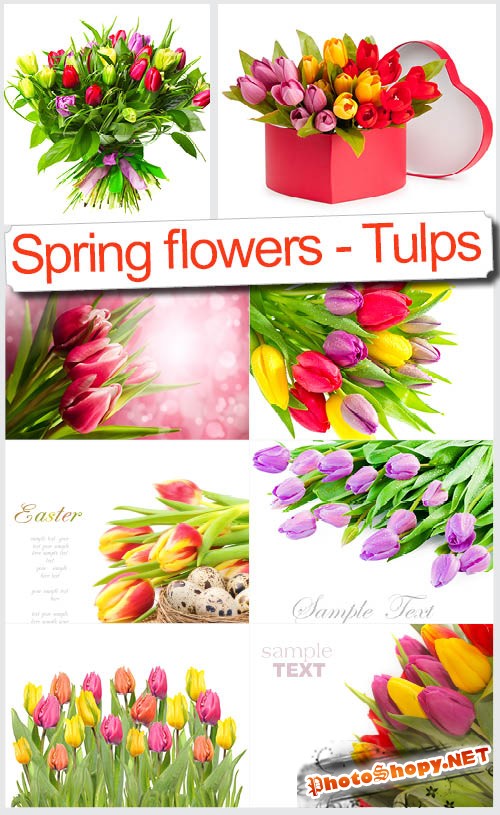 Тюльпаны для Любимой - Высококачественный клипарт