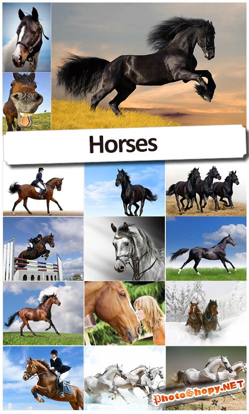 Арабская лошадь - Высококачественный растровый клипарт
