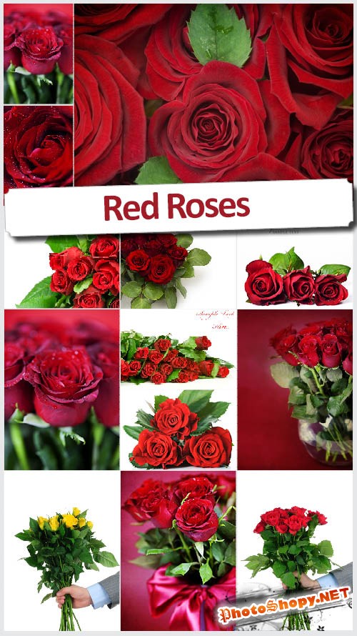 Флористика Розы - Высококачественный фотосток