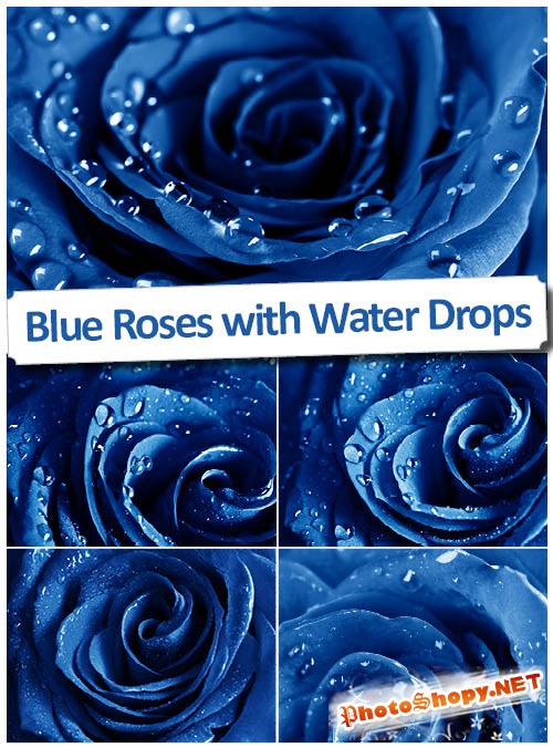 Растровый клипарт - Роза синяя