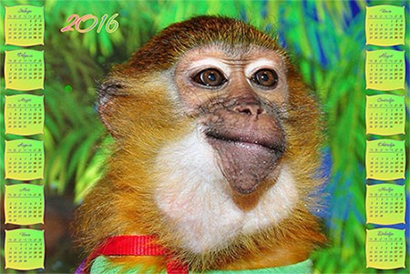 Календарь на 2016 - Здравствуй, год обезьяны