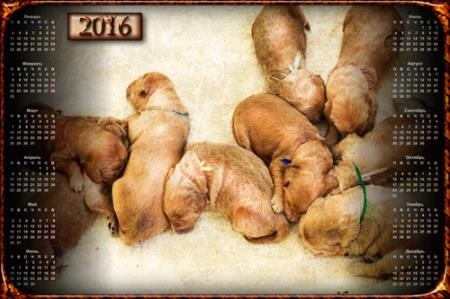 Календарь настенный 2016 - Девять щенков