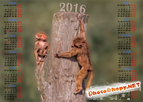 На 2016 год календарь - Две обезьяны на пеньке