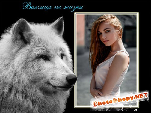 Фоторамка для фотошопа - Красивая волчица