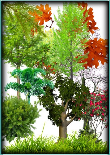 Клипарты в помощь фотошоперу - Деревья, растения, кусты