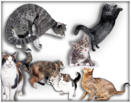 Png для фотошоп - Коты и кошки