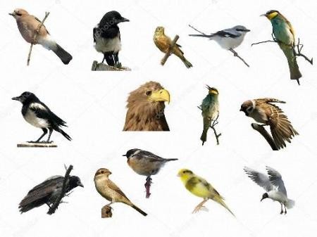 Клипарты для фотошопа -  Разнообразные птицы