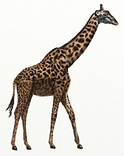 Картинки png - Африканские жирафы