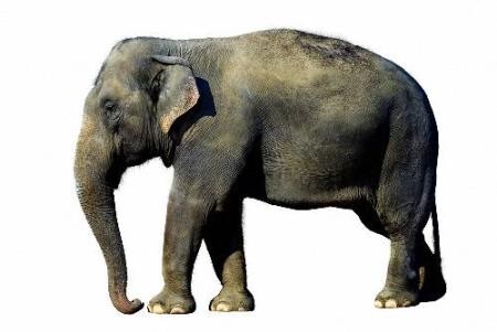 Необходимый набор клипартов на прозрачном фоне - Слоны и мамонты