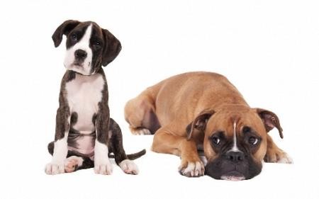 Png на прозрачном фоне - Разные породы собак