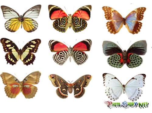 Бабочки (Чачсть1)