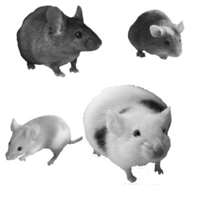 Кисти - мышки