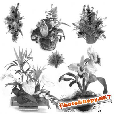 Кисти для фотошоп - Домашние растения